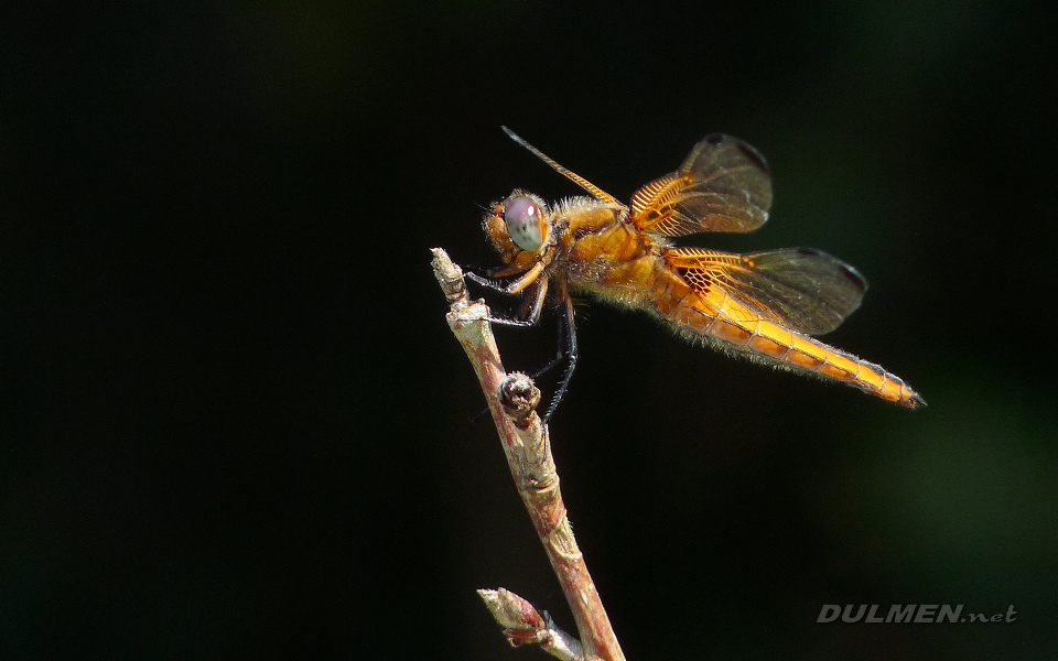 Blue Chaser (Female, Libellula fulva)